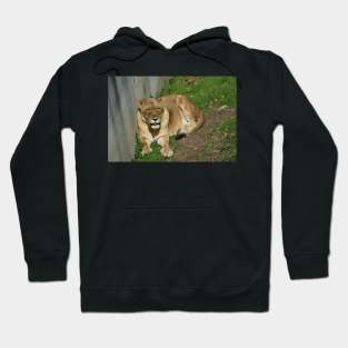 Lioness Hoodie